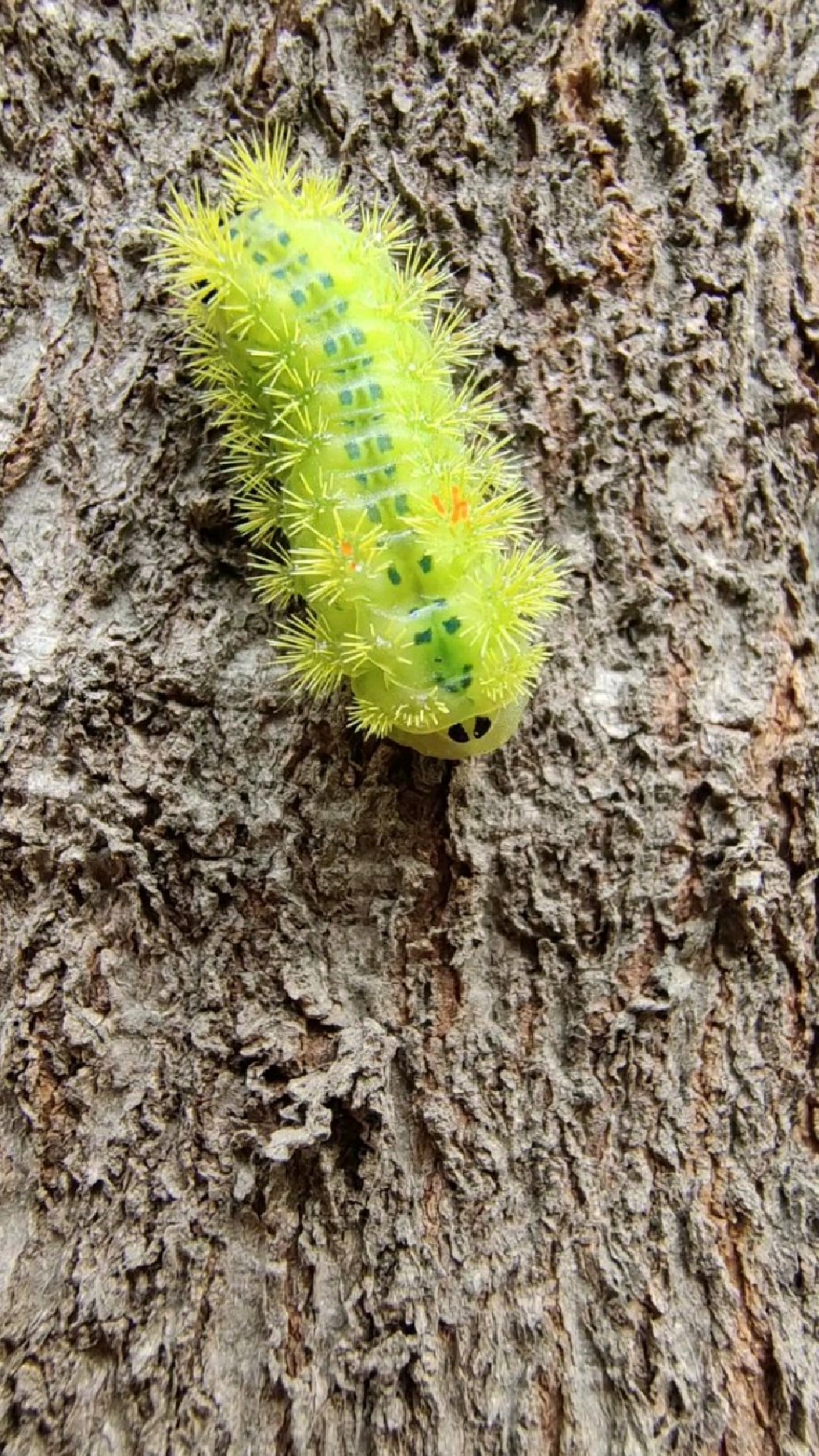 绿刺蛾幼虫,俗称洋辣子