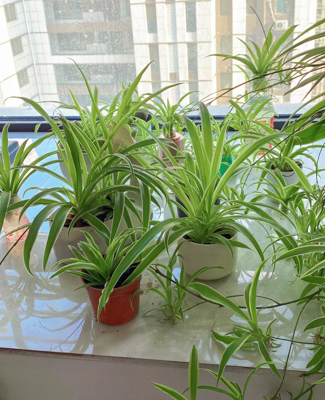 漂亮的吊兰