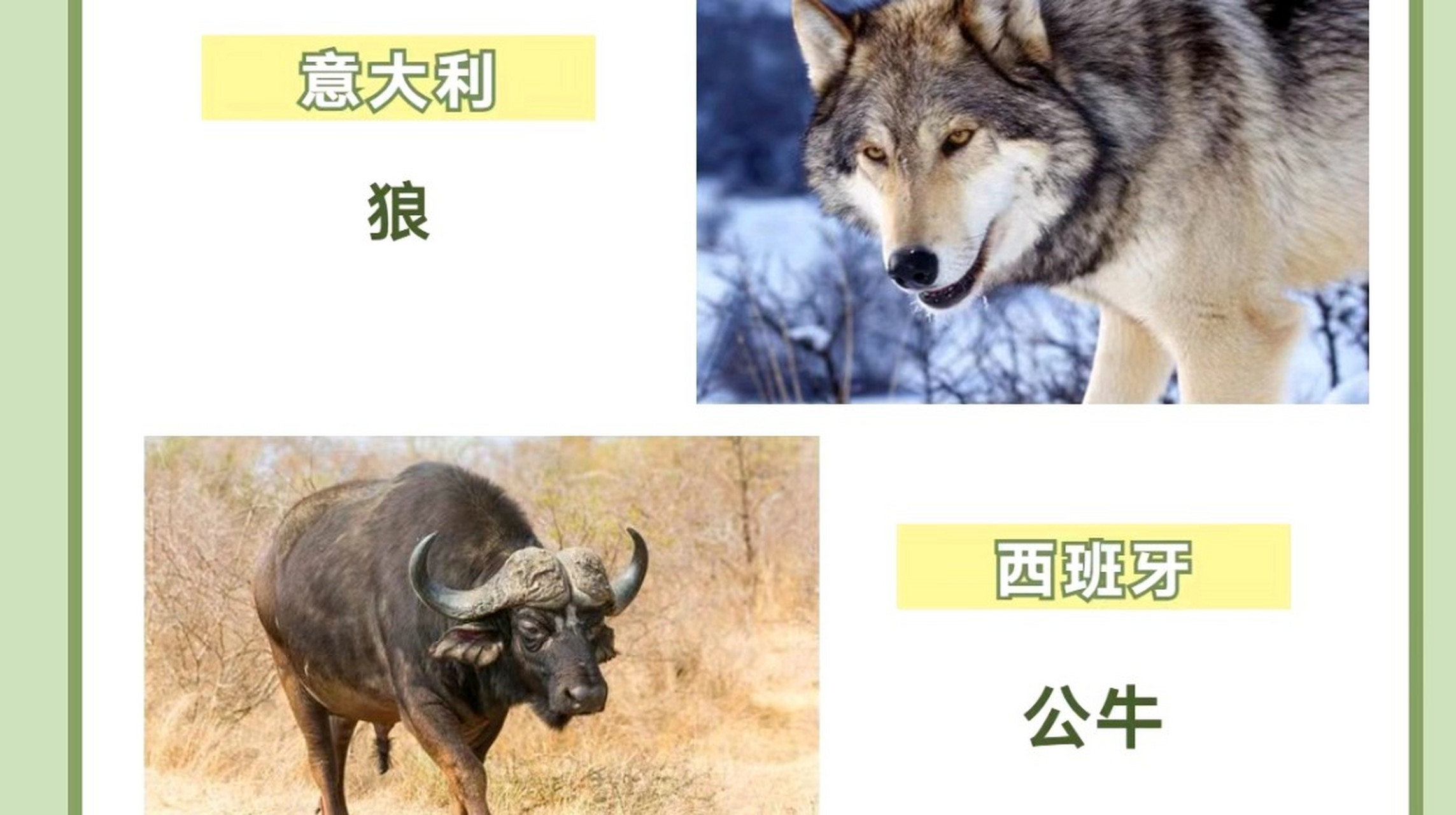 各个国家的国宝如下: 1. 中国:大熊猫   2. 澳大利亚:考拉   3.