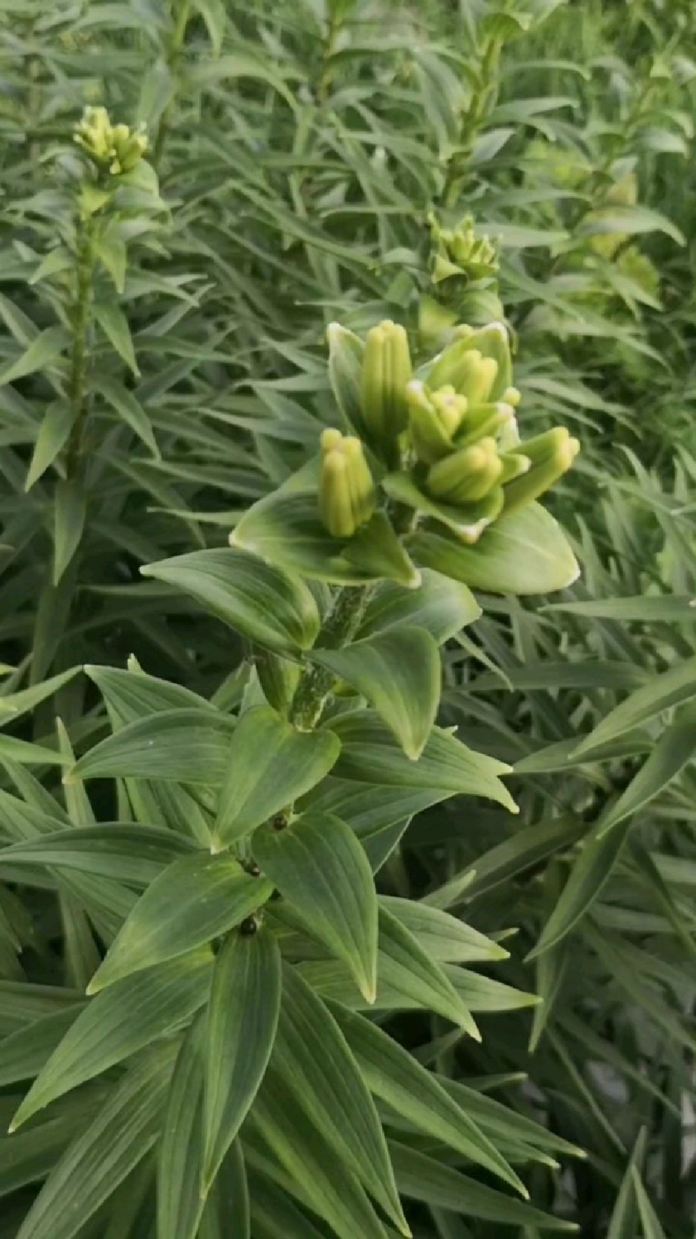 野百合马上开花啦