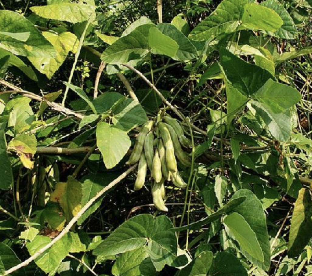 狗爪豆也叫黧豆,它是一种什么样的植物