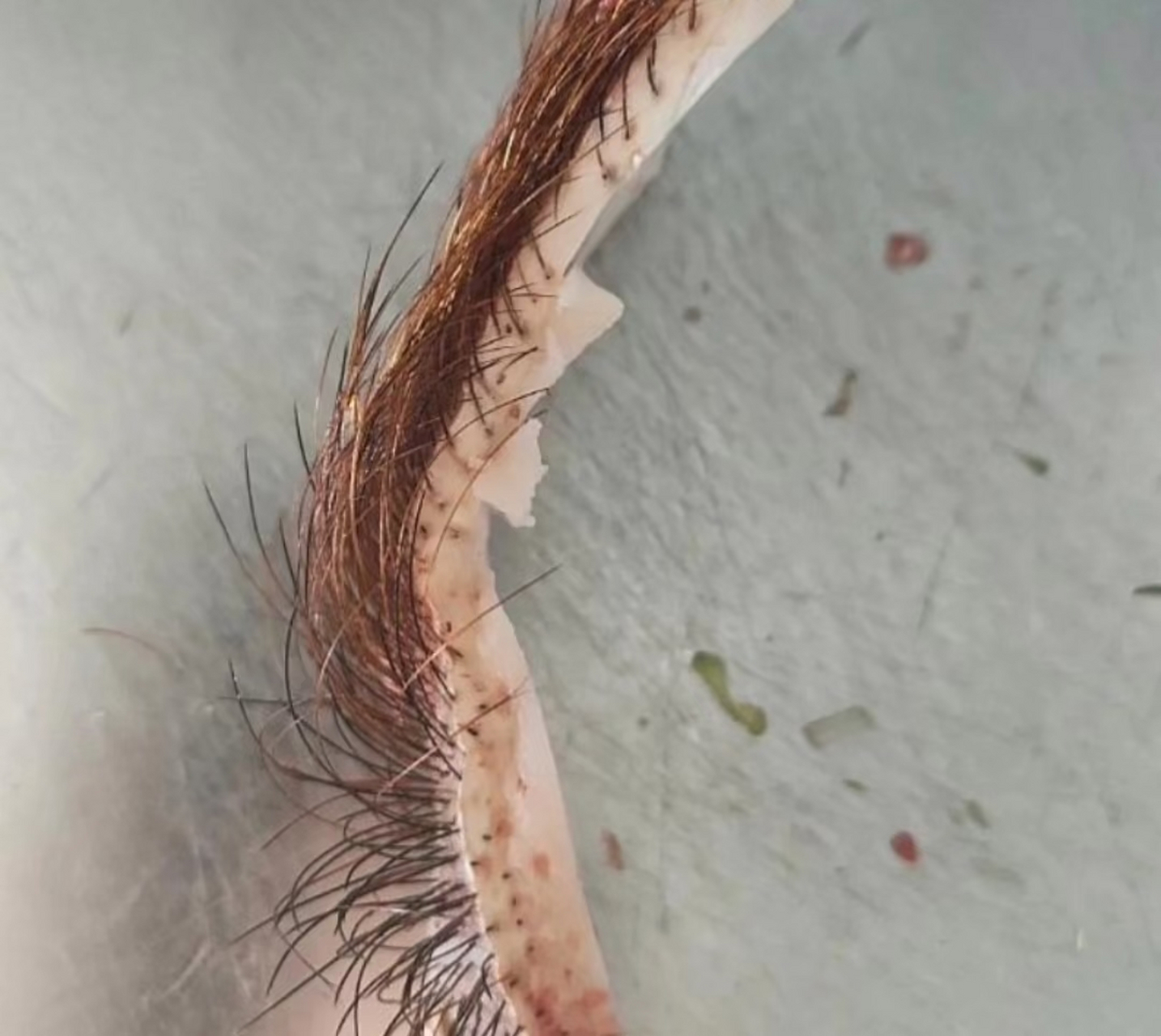 这是猪的眼睫毛?这也太长了吧