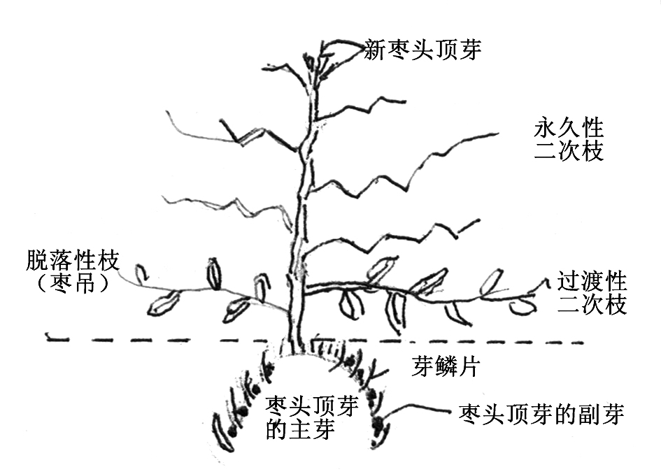 枣树的生长结果特性及栽培关键技术