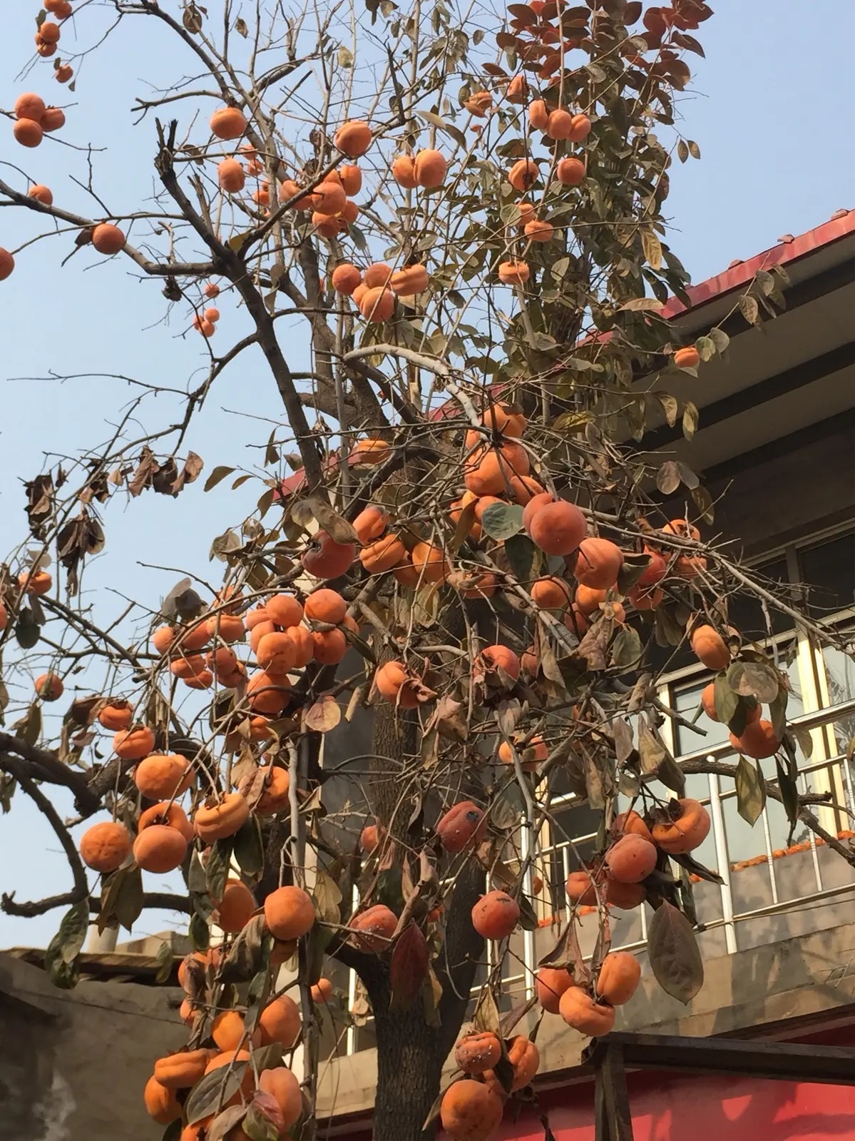 院子裡養