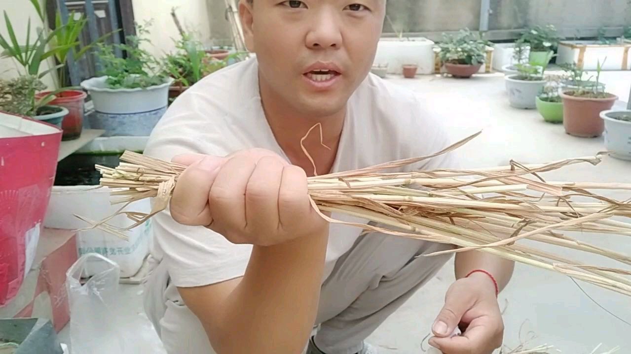 农村麦秸杆作用大,三分钟编一个鸽子巢,好用又省钱,手把手示范