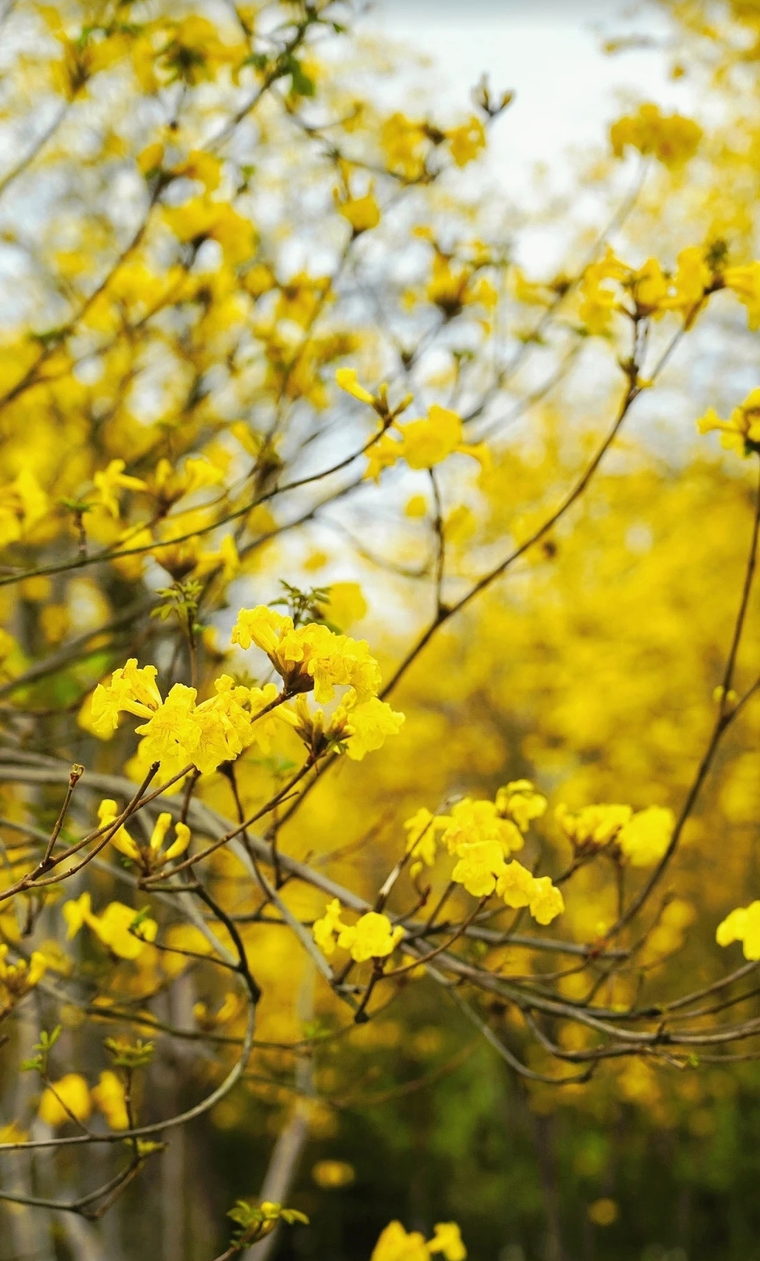 成都周边的小众拍照打卡地黄风铃花群