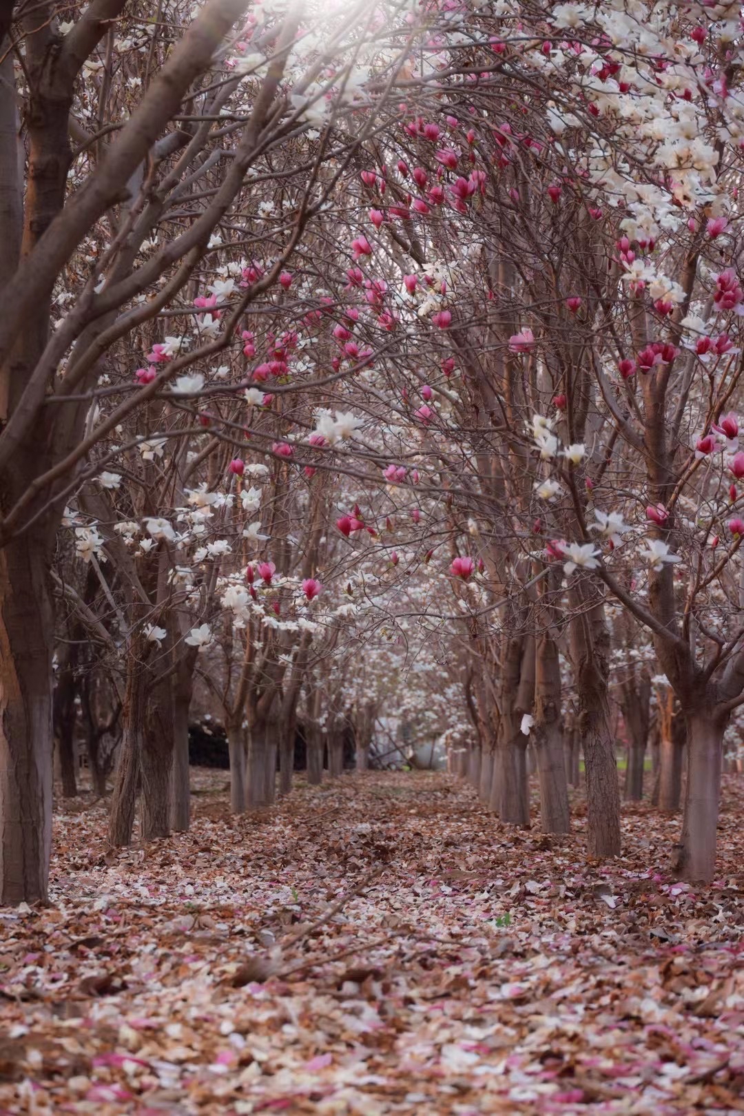偶遇的一片玉兰树林,竟然美成了一个仙境