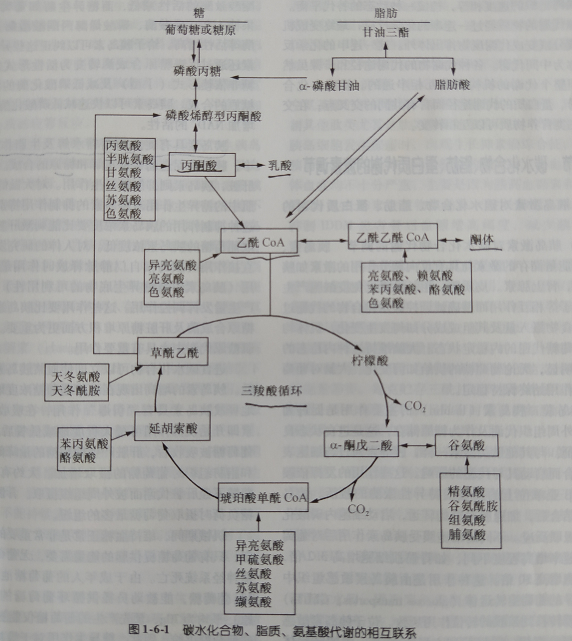 蛋白质的代谢过程图解图片