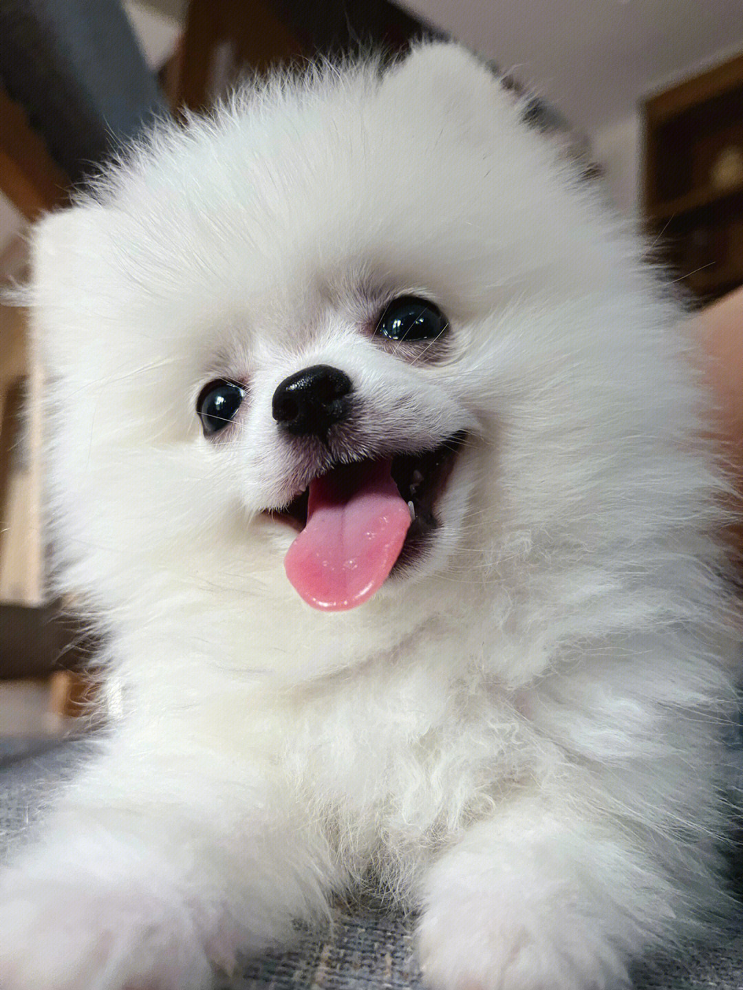 他们都是哺乳动物属于犬科