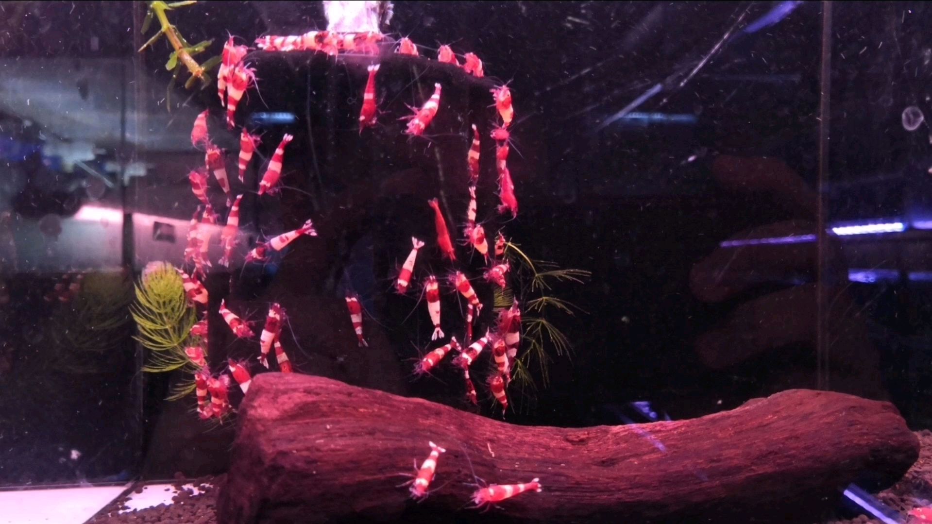 带大伙去看一下名贵的水晶虾,一尾3厘米左右要20,还贵过青岛大虾