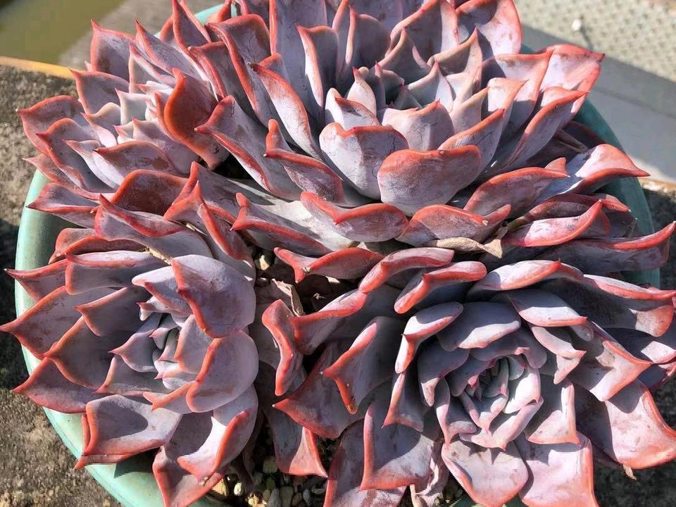 露西娜,皮实好养易度夏,一款新手都能养好的多肉,口碑非常好