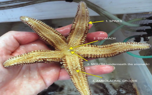 拥有5条腕足,行动缓慢,海星进食为什么还会把胃吐出来?