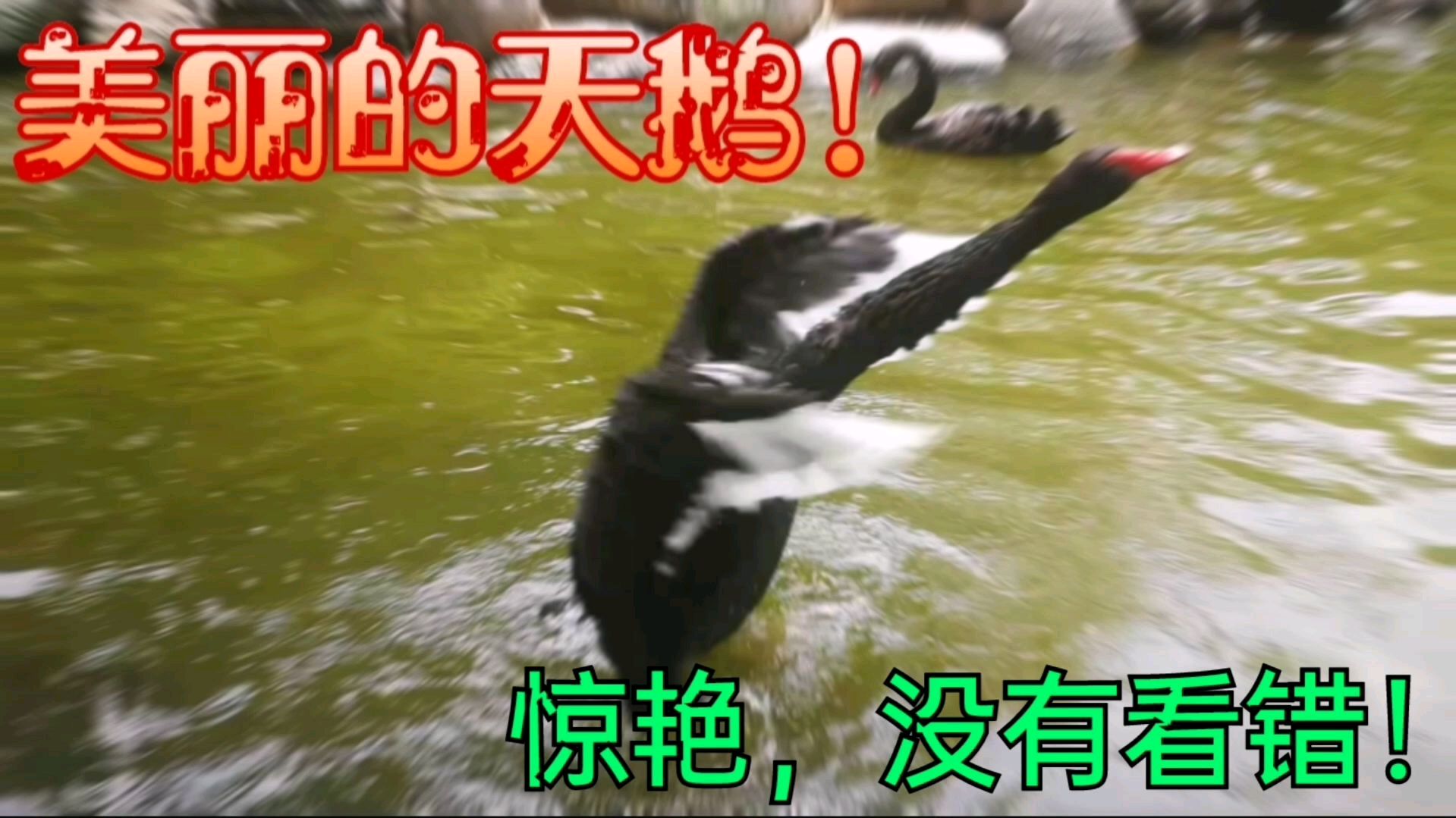 值得收藏,天鹅戏水!“进化心尘看天鹅,悠闲自得铸风采。”