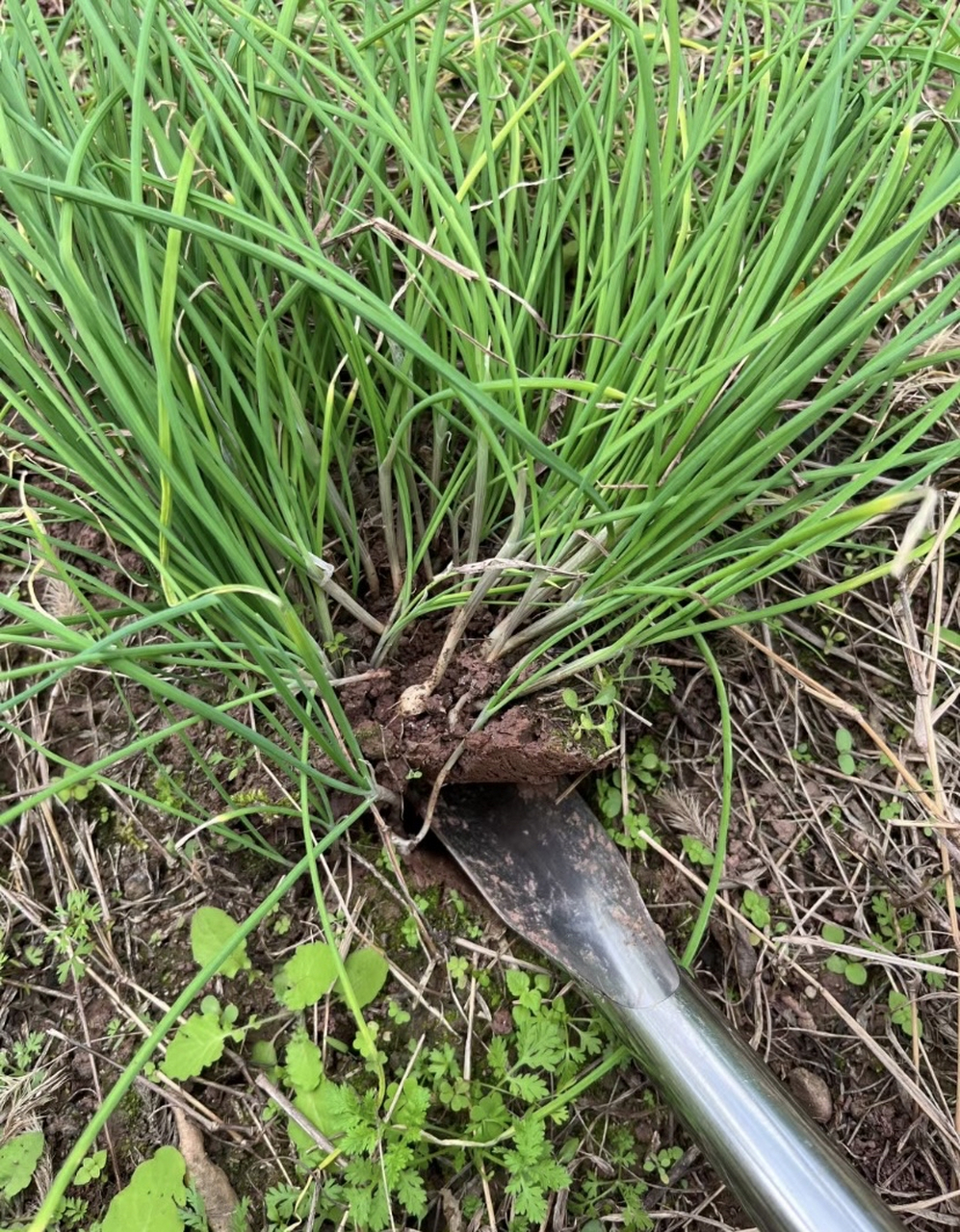 野芹菜可以吃吗?