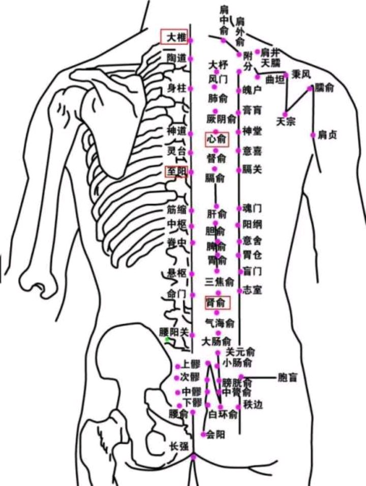 人体背后结构位置图图片