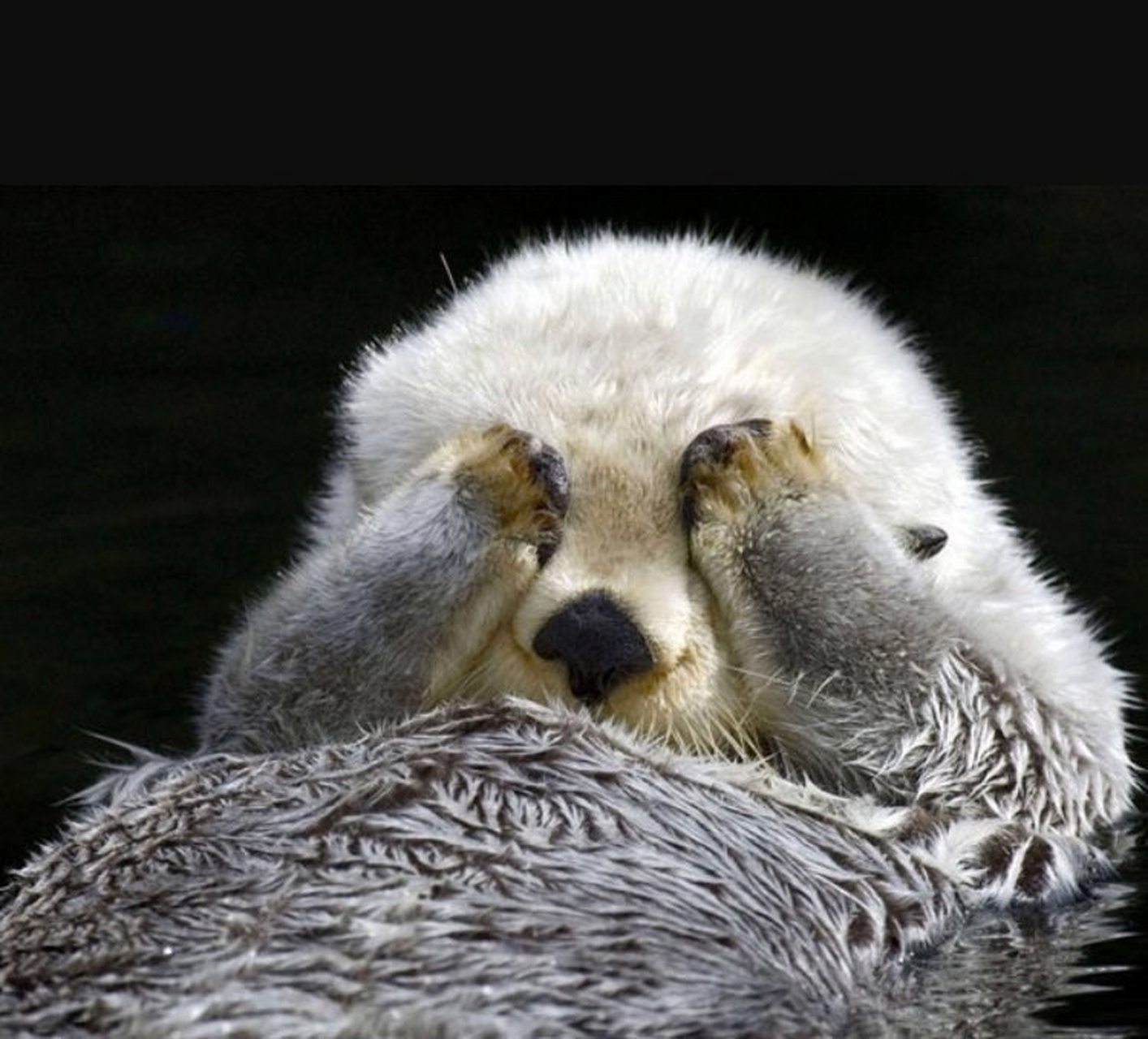 水獭可爱地捂住眼睛,白天也可以睡觉了![小红花][观望]