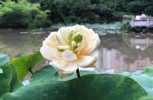 玉碗荷花长什么样子呢?真是百看不厌!