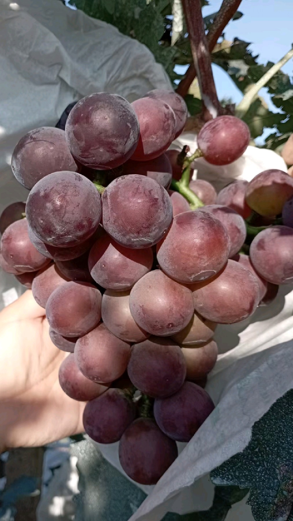 早熟葡萄苗价格早巨宝葡萄苗批发大粒高产坐果好的优良品种-度小视