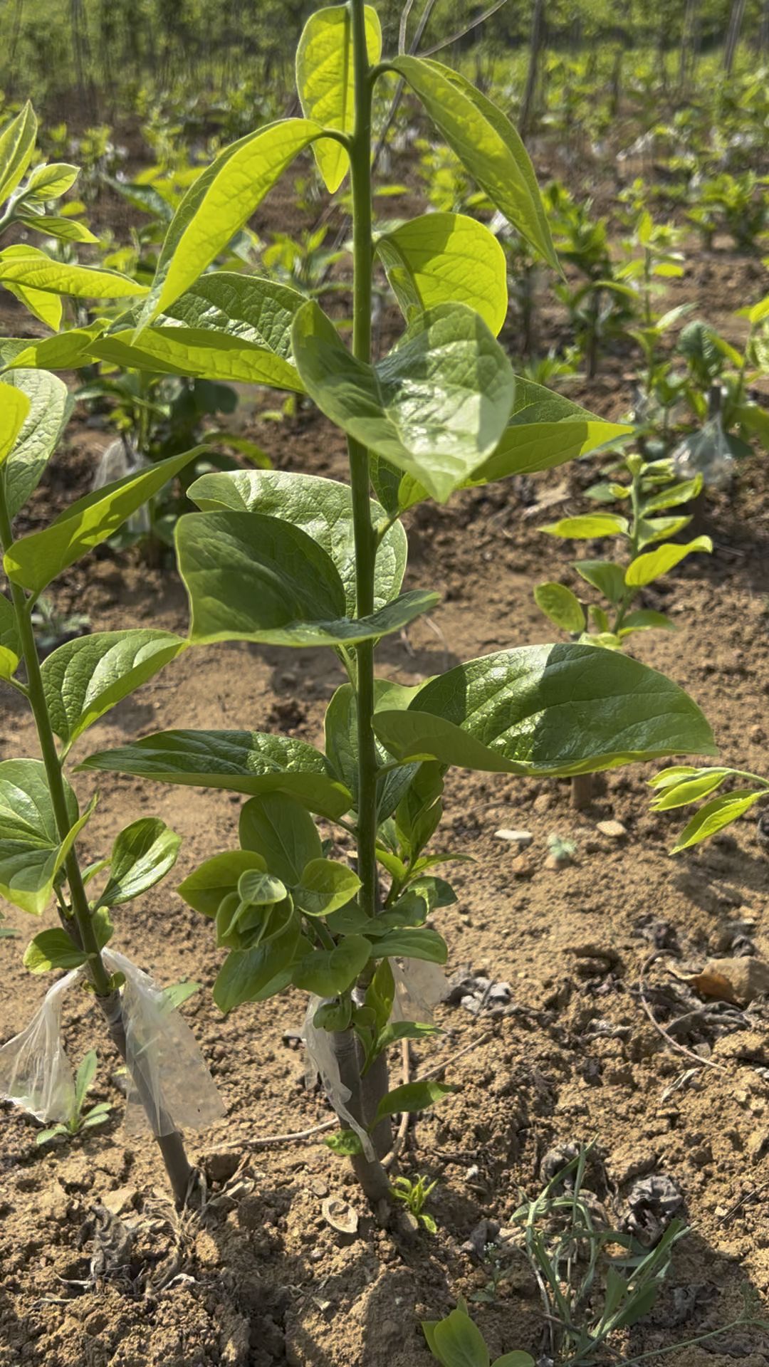 甜柿子树苗品种介绍,阳丰柿子树苗快速生长