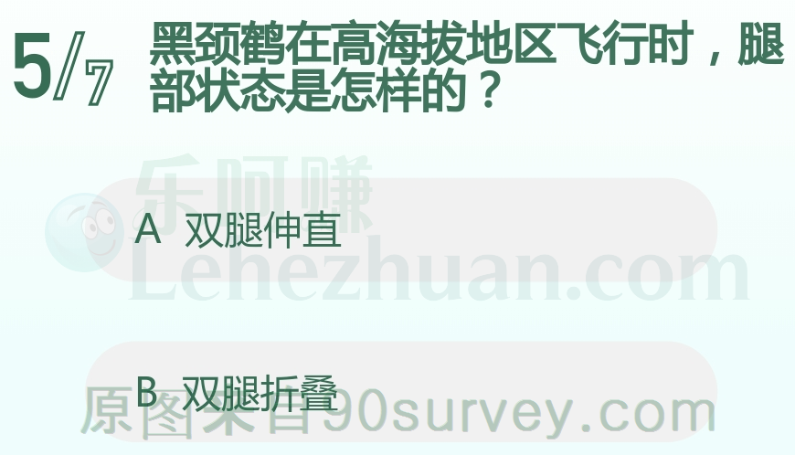 黑颈鹤在高海拔地区飞行时双腿折叠以便保暖 黑颈鹤在高海拔地区飞行时双腿折叠以便保暖