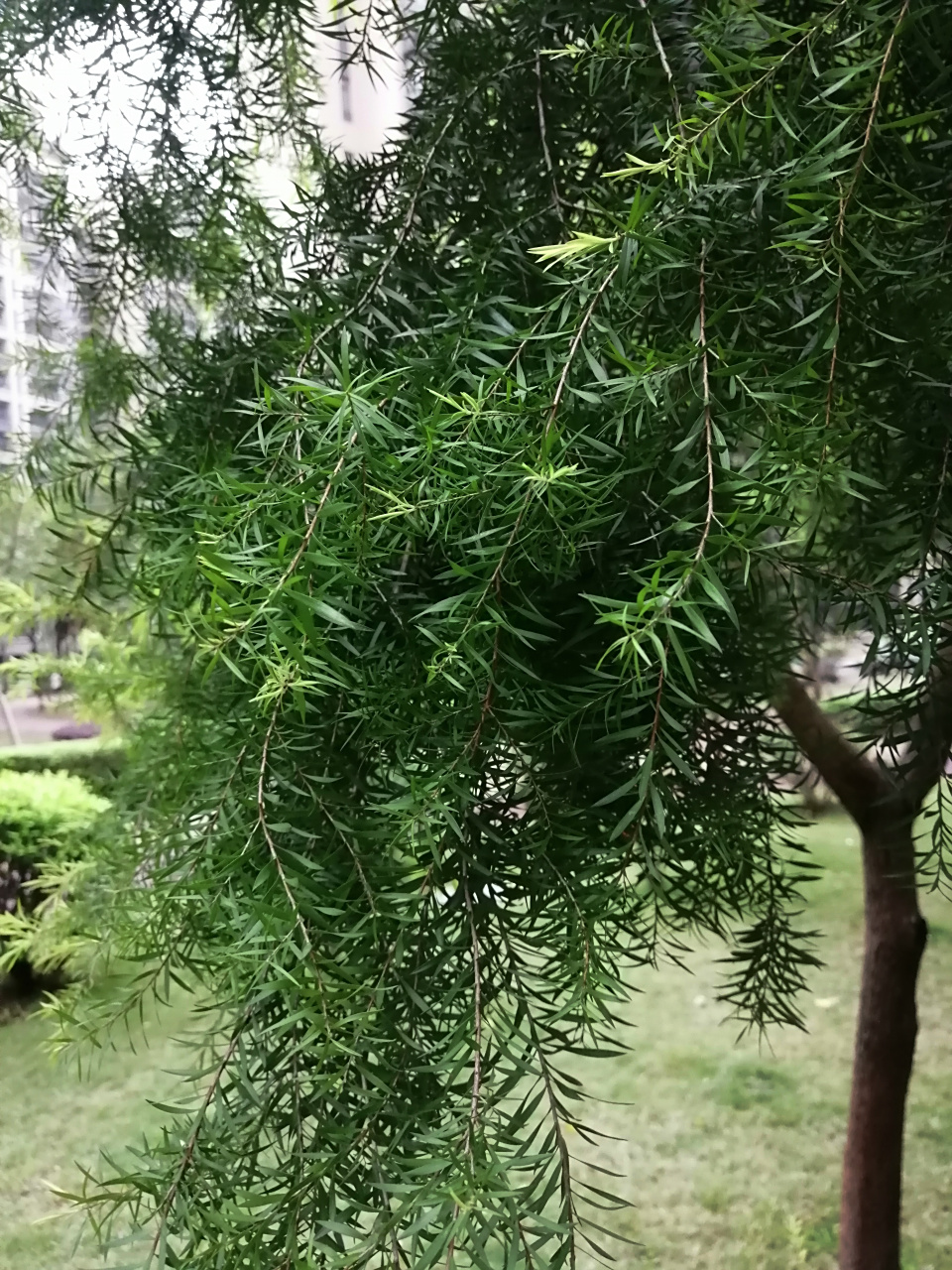 植物科普# 今天在公园里发现几棵枝条细长树叶翠绿的树,赶紧用手机拍