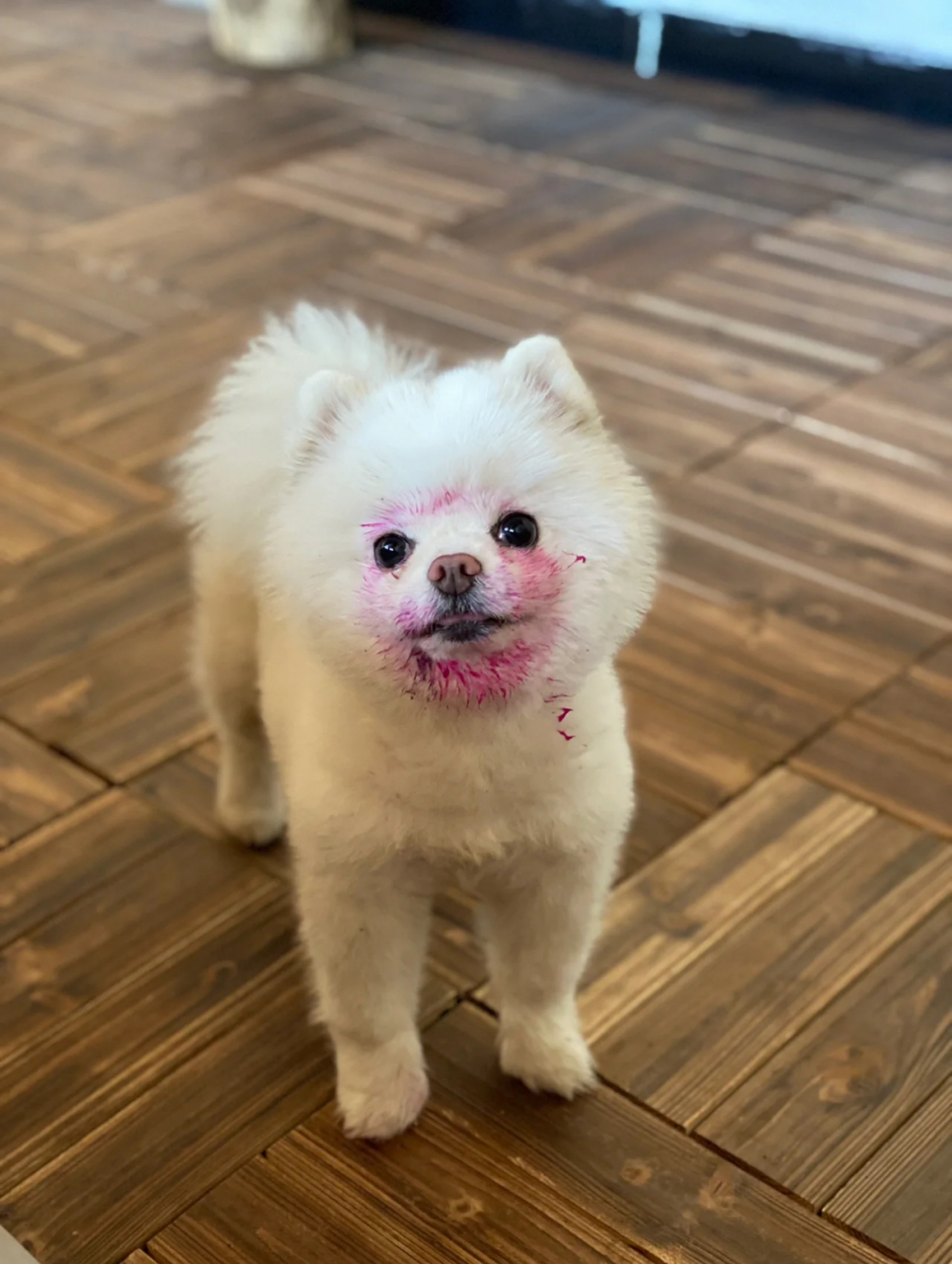 偷吃火龙果被捉到的小狗