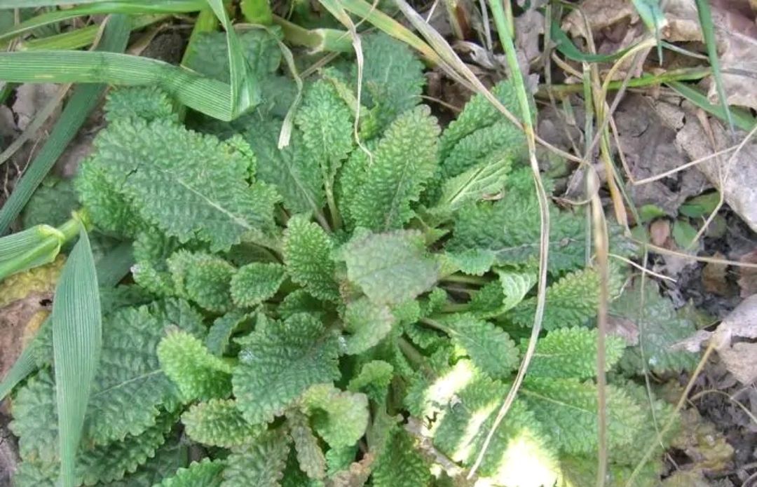 农村一种野草,人称"癞蛤蟆草",是一种美食,也是极品中草药