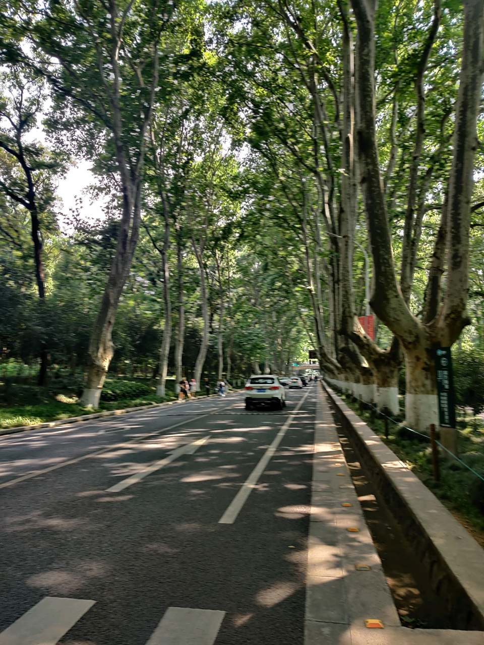 南京的梧桐大道,让人心旷神怡