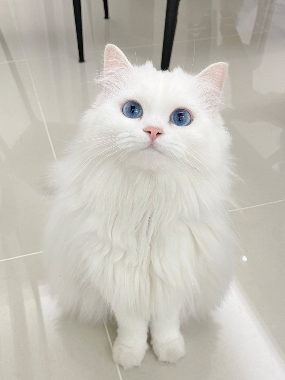 这真是我见过最好看的猫咪了,真的越看越漂亮!