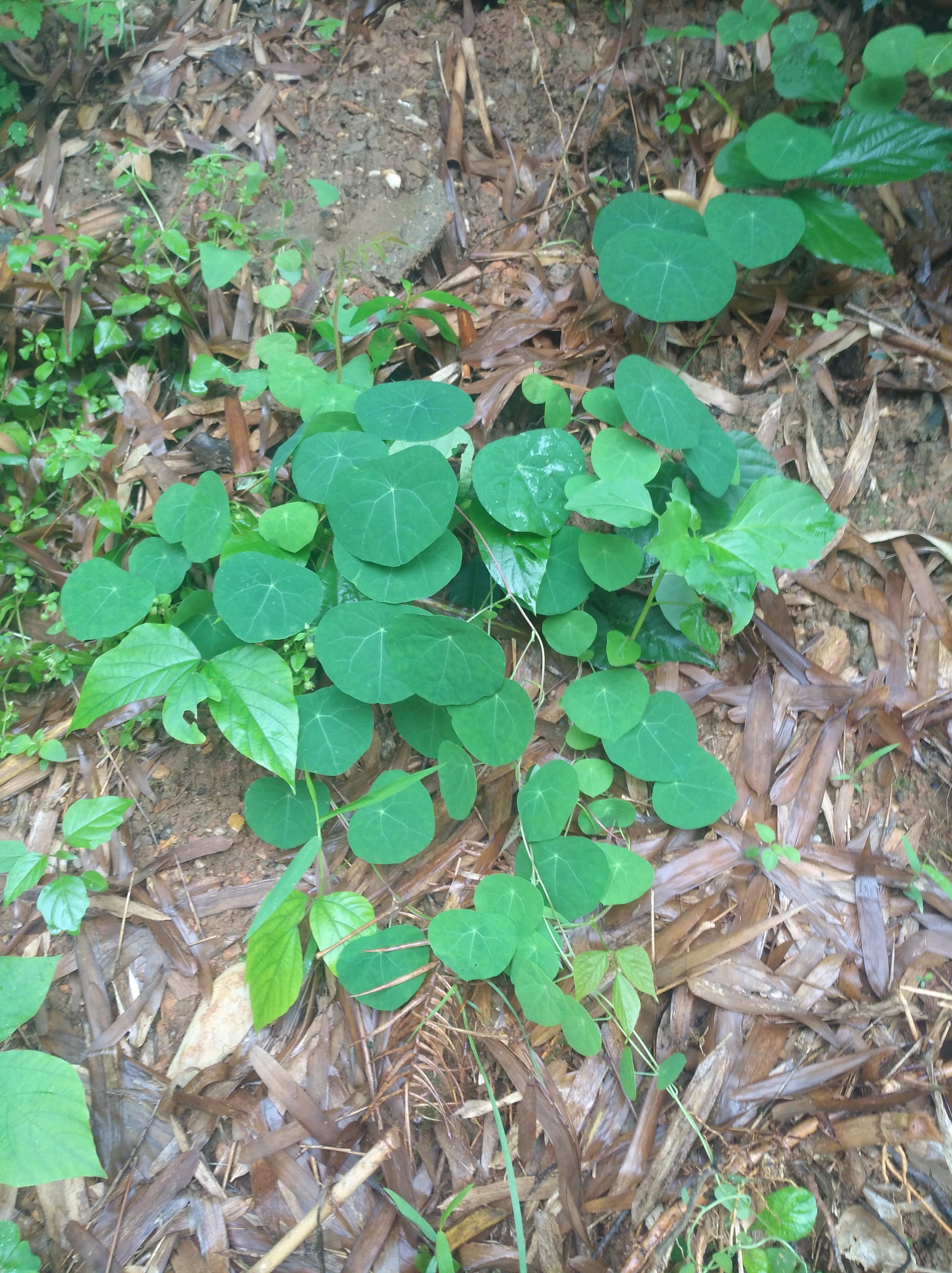野生千金藤,采挖当盆栽很漂亮有药用价值,你家乡有生长吗?