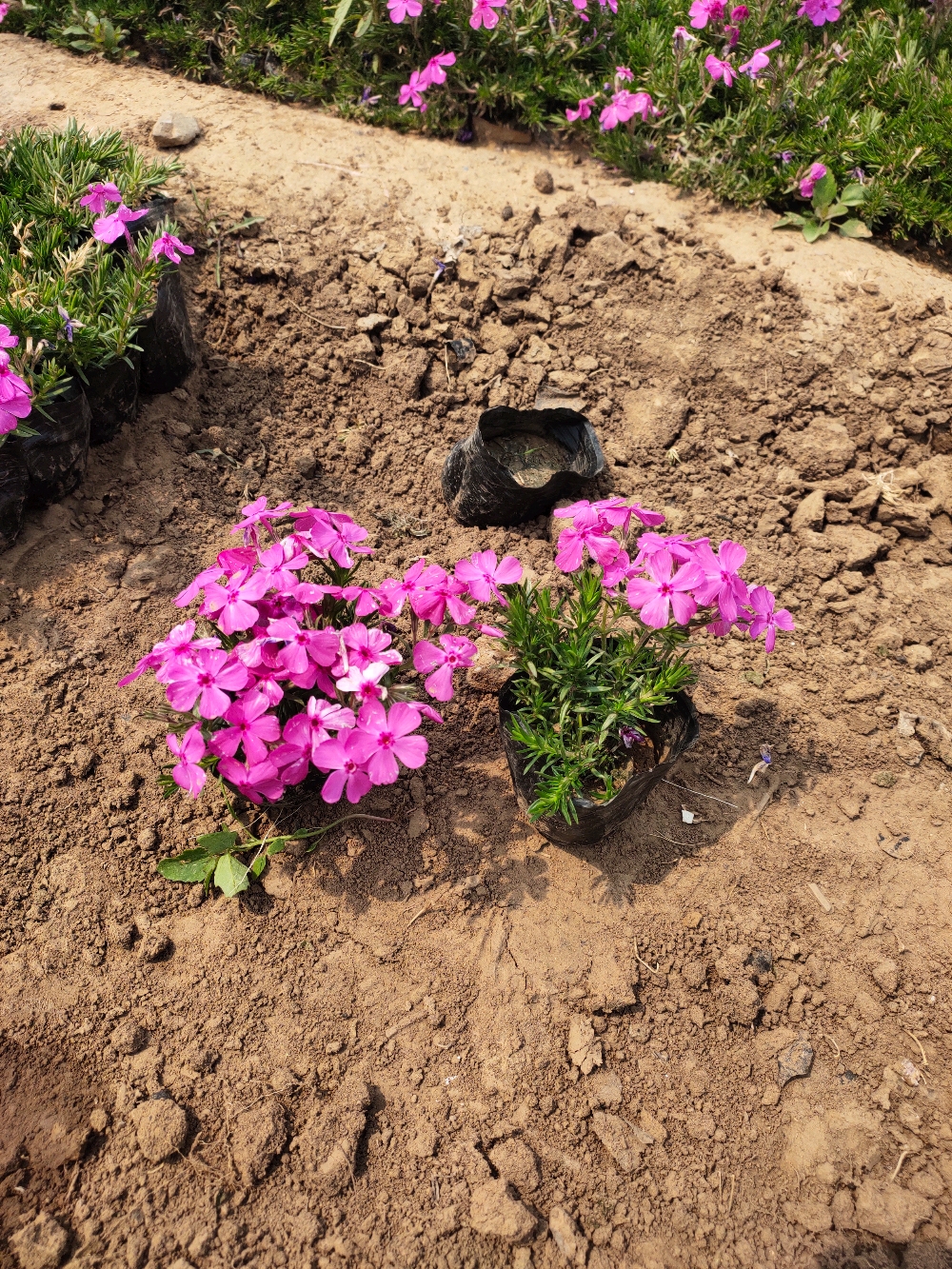 丛生福禄考 芝樱