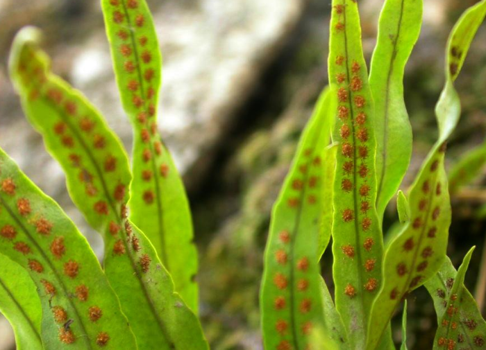 农村这种野草,形似镰刀叶背长出"金珠"却作用大,遇见了多留意