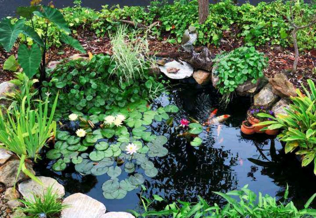 家有院子,就打造1个荷塘,养鱼养荷花,尽赏"荷塘月色"
