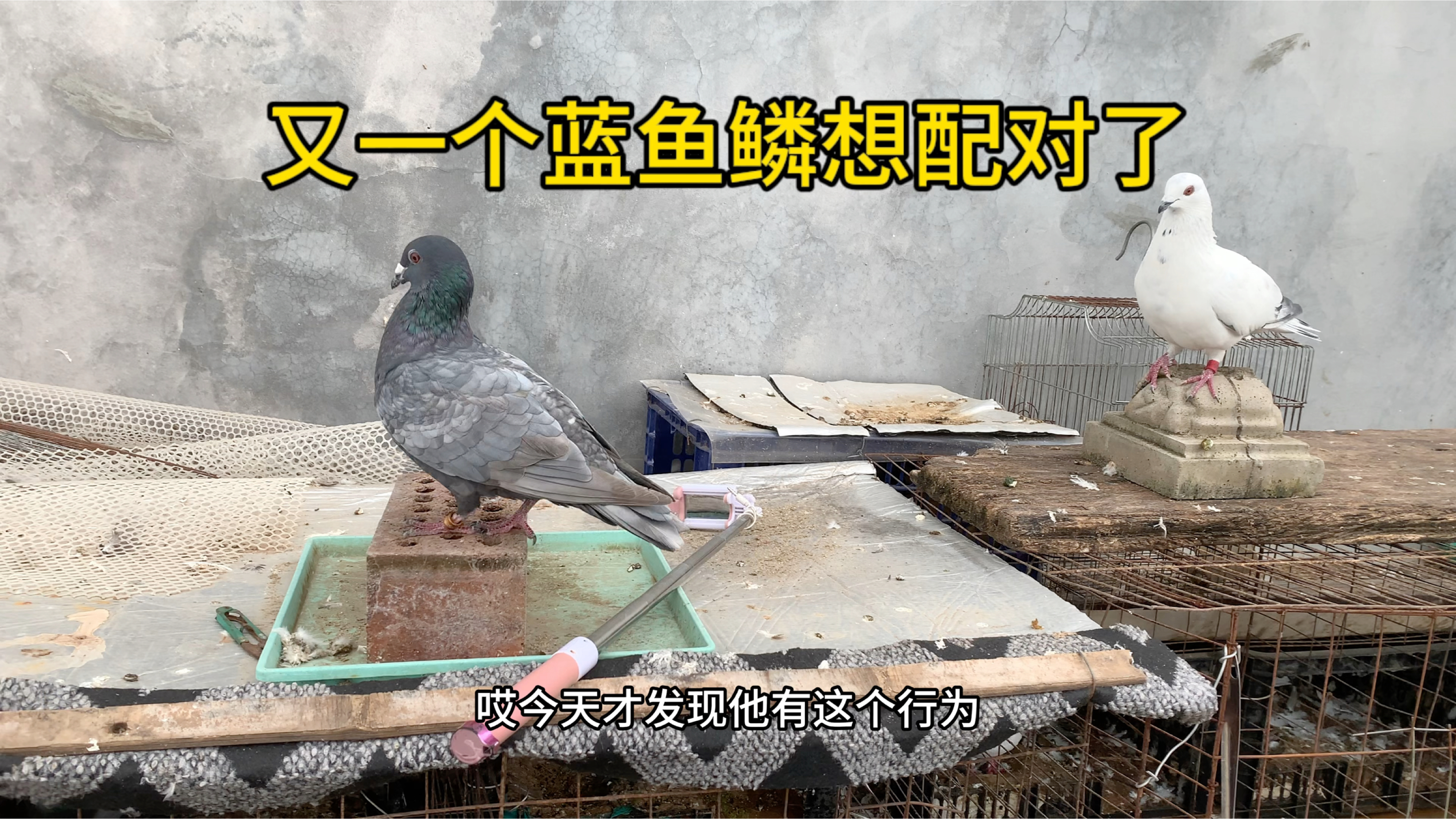 蓝鱼鳞小鸽子想配对了