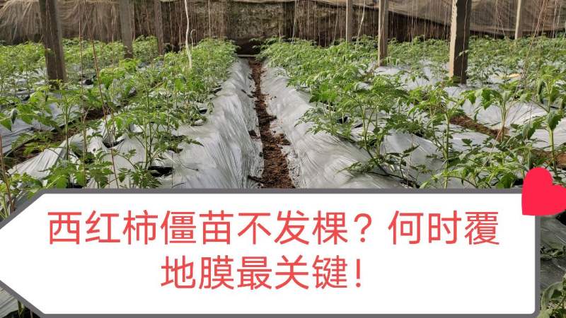 农户的西红柿僵苗不发棵根系下扎第一位何时覆地膜同样很重要