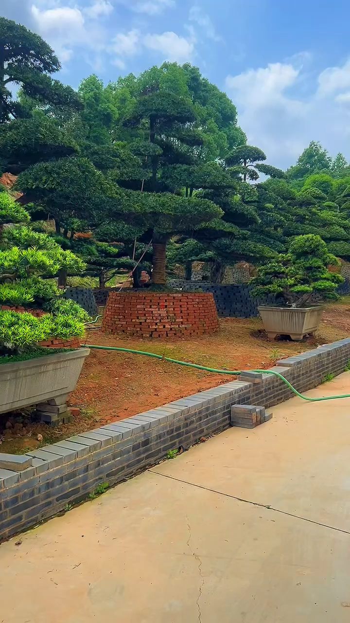造型罗汉松基地