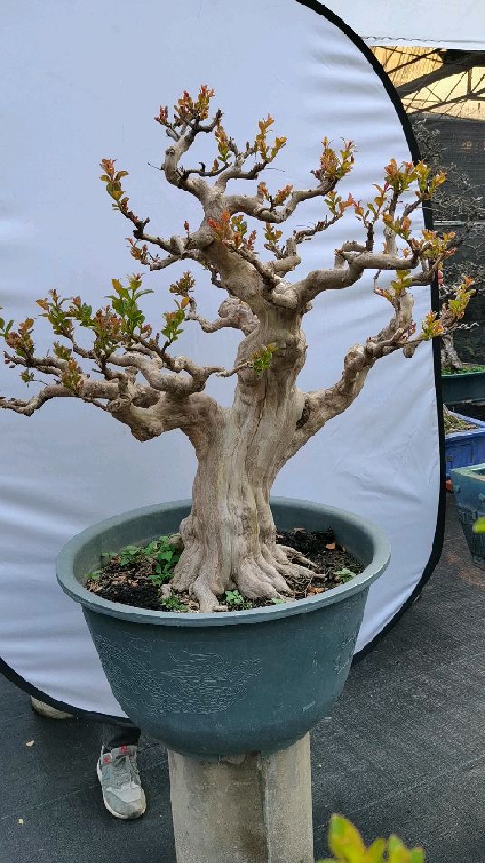 老桩紫薇古朴嶙峋,根盘虬曲多姿,树姿灵动秀奇,花色鲜艳美丽,花期长