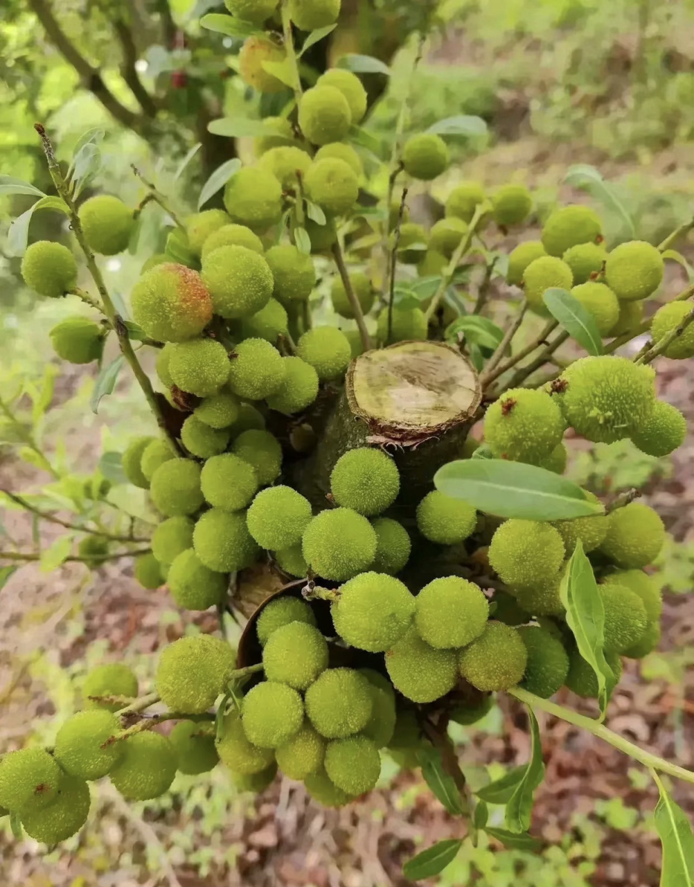 杨梅属真实图片