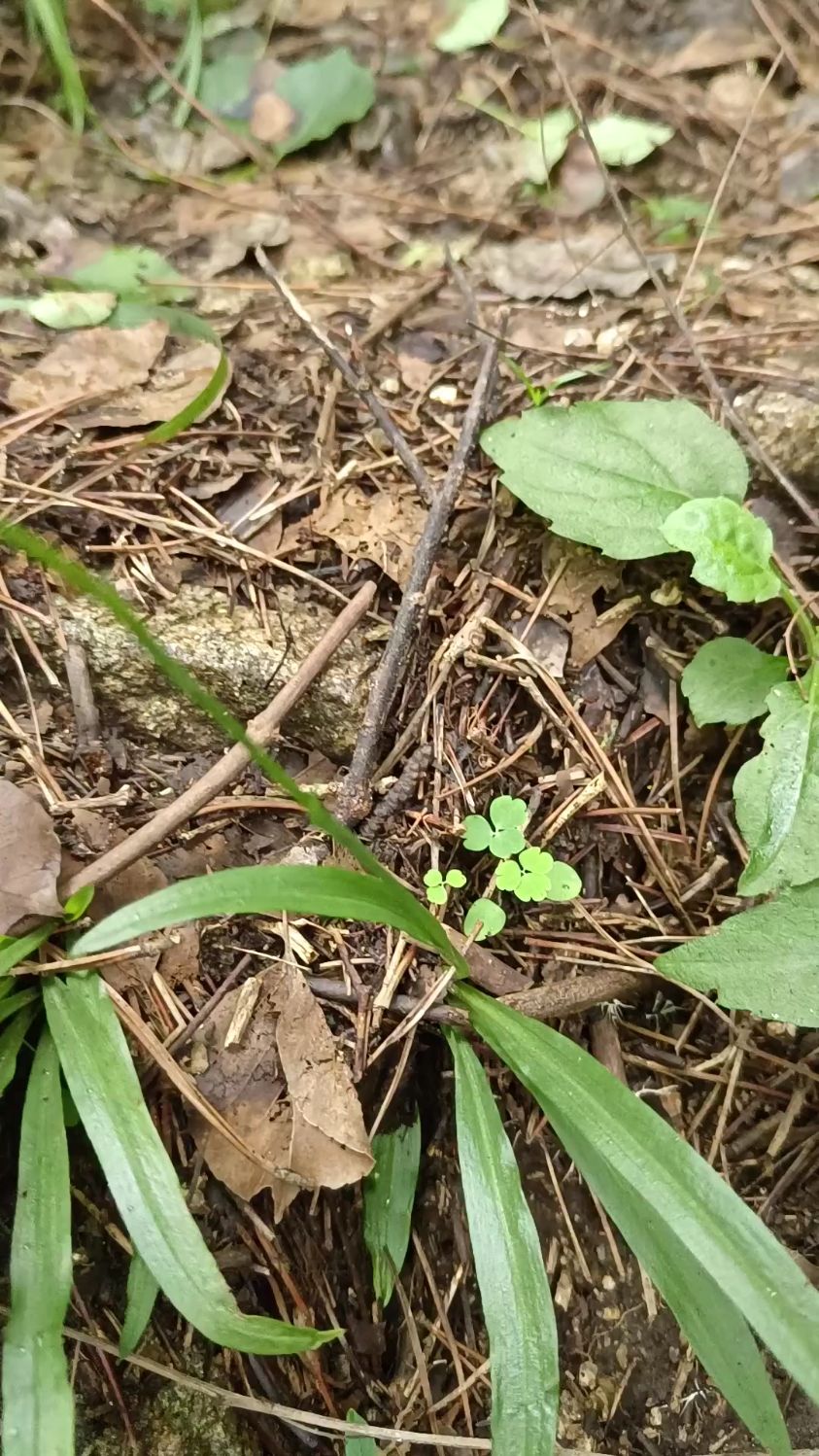 泰山盘龙参,又名绶草,国家二级保护植物