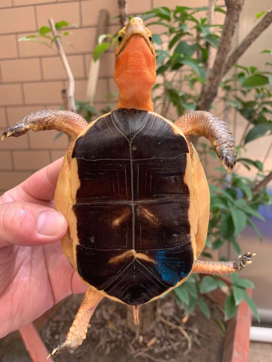 16年血红安缘母龟,高背球体,肉色超红,半斤重!「勾引」