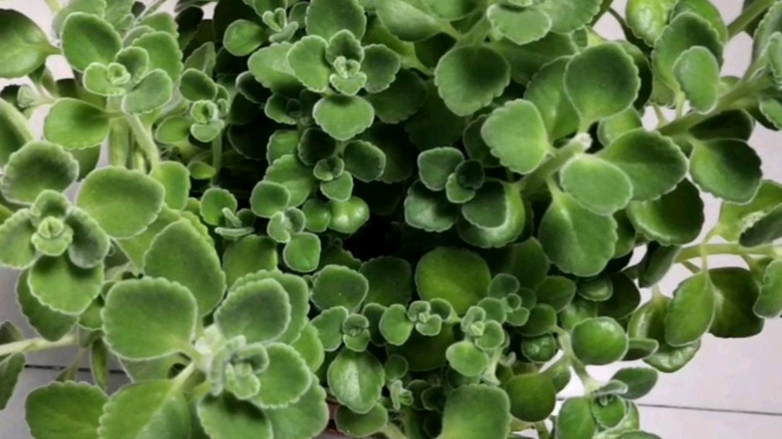 多肉植物之碰碰香新手必养只需两步 轻松养出花球满满成就感