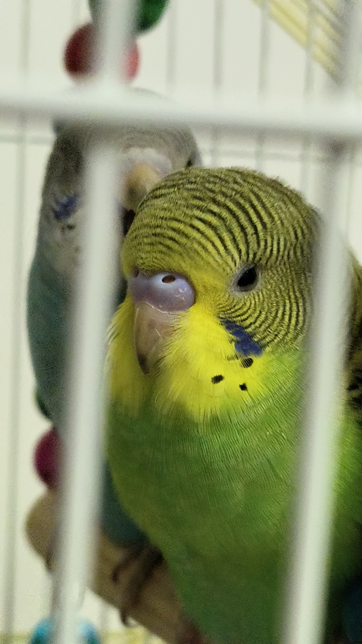 绿色的鹦鹉感冒了,该怎么办呢,它鼻子出气声有点大呢