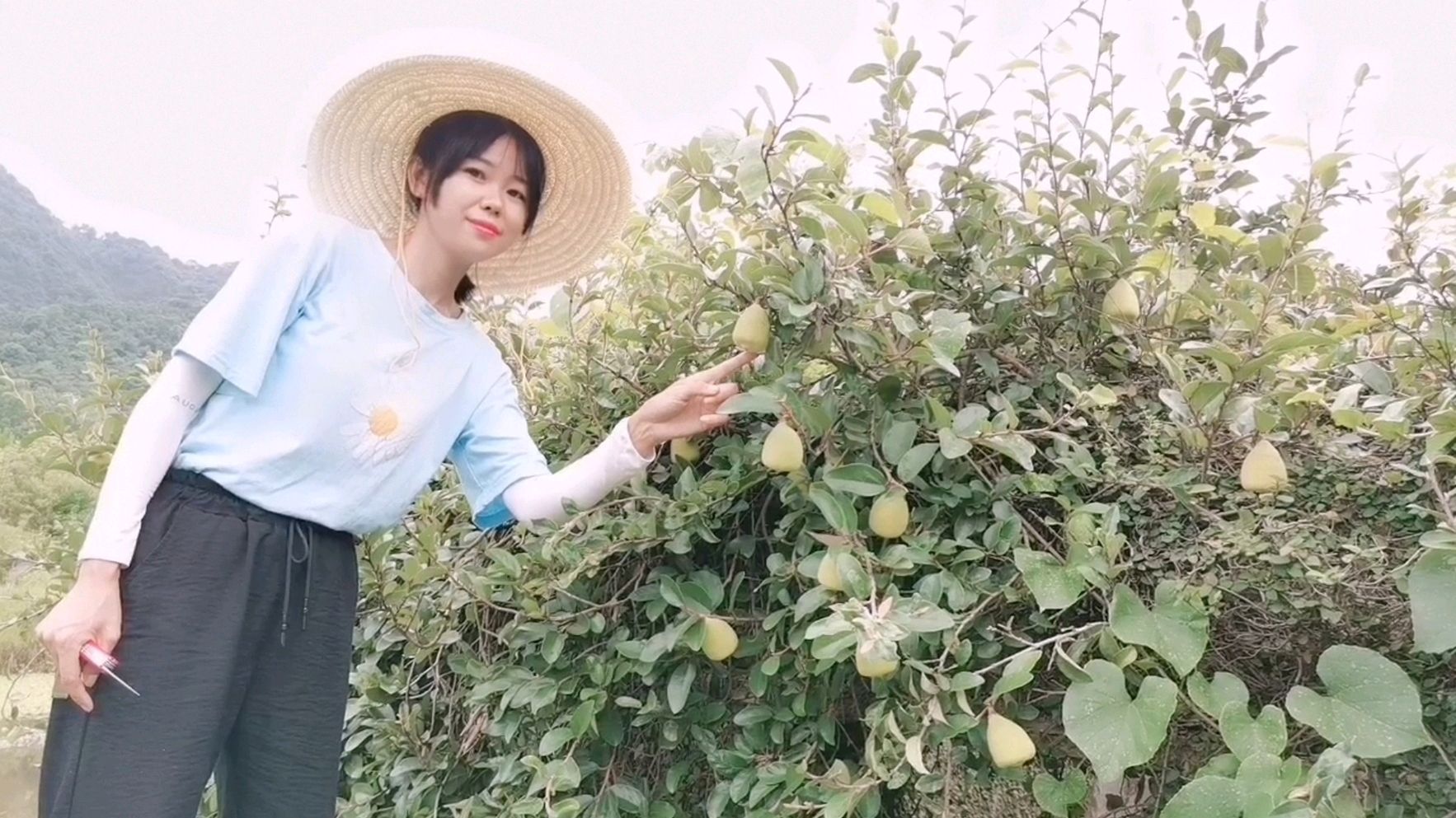 废弃山村老墙上长满了野果,藤上结的果还分公母,切开里面不简单