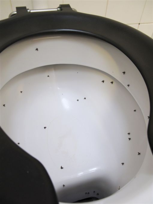 卫生间里的小飞虫是什么,如何消灭