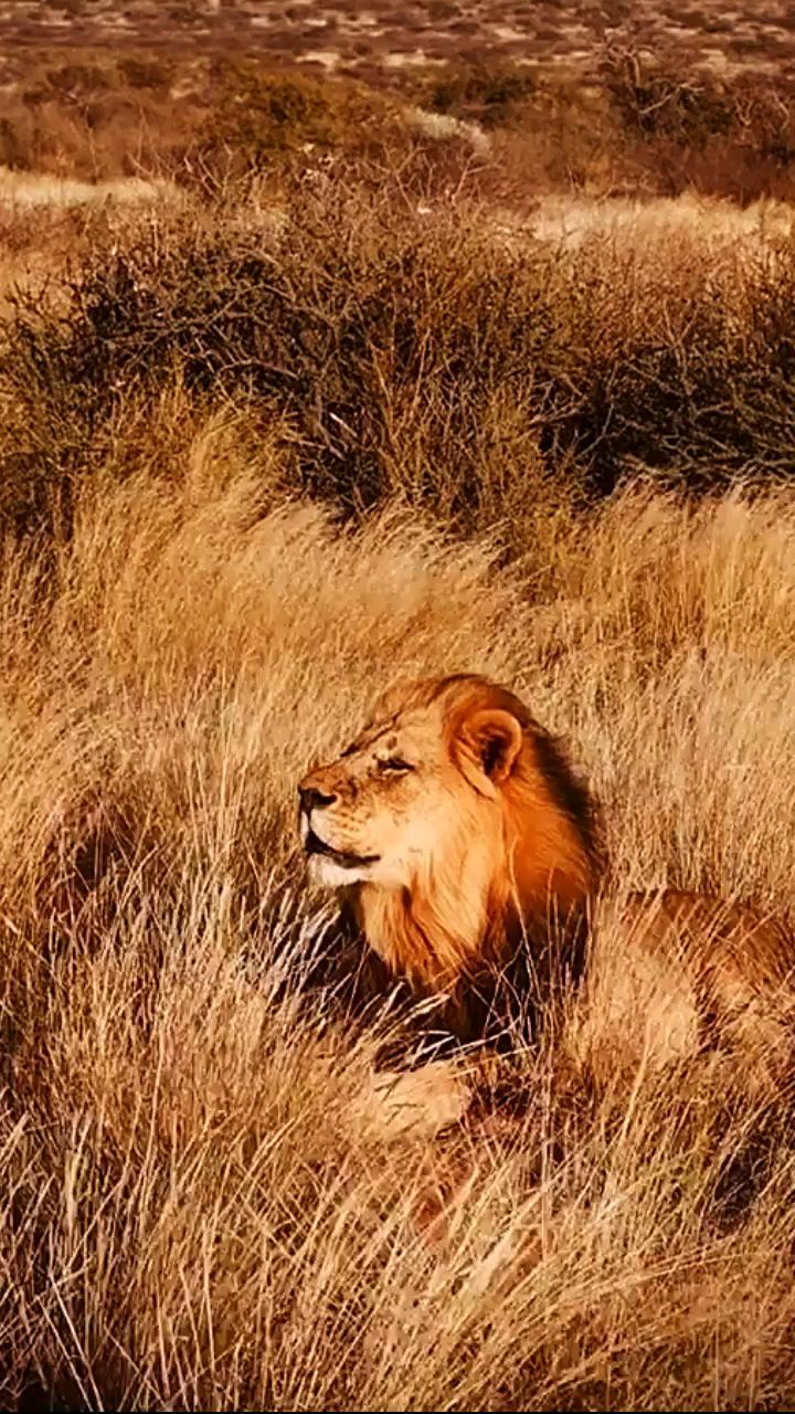 闭目养神的雄狮