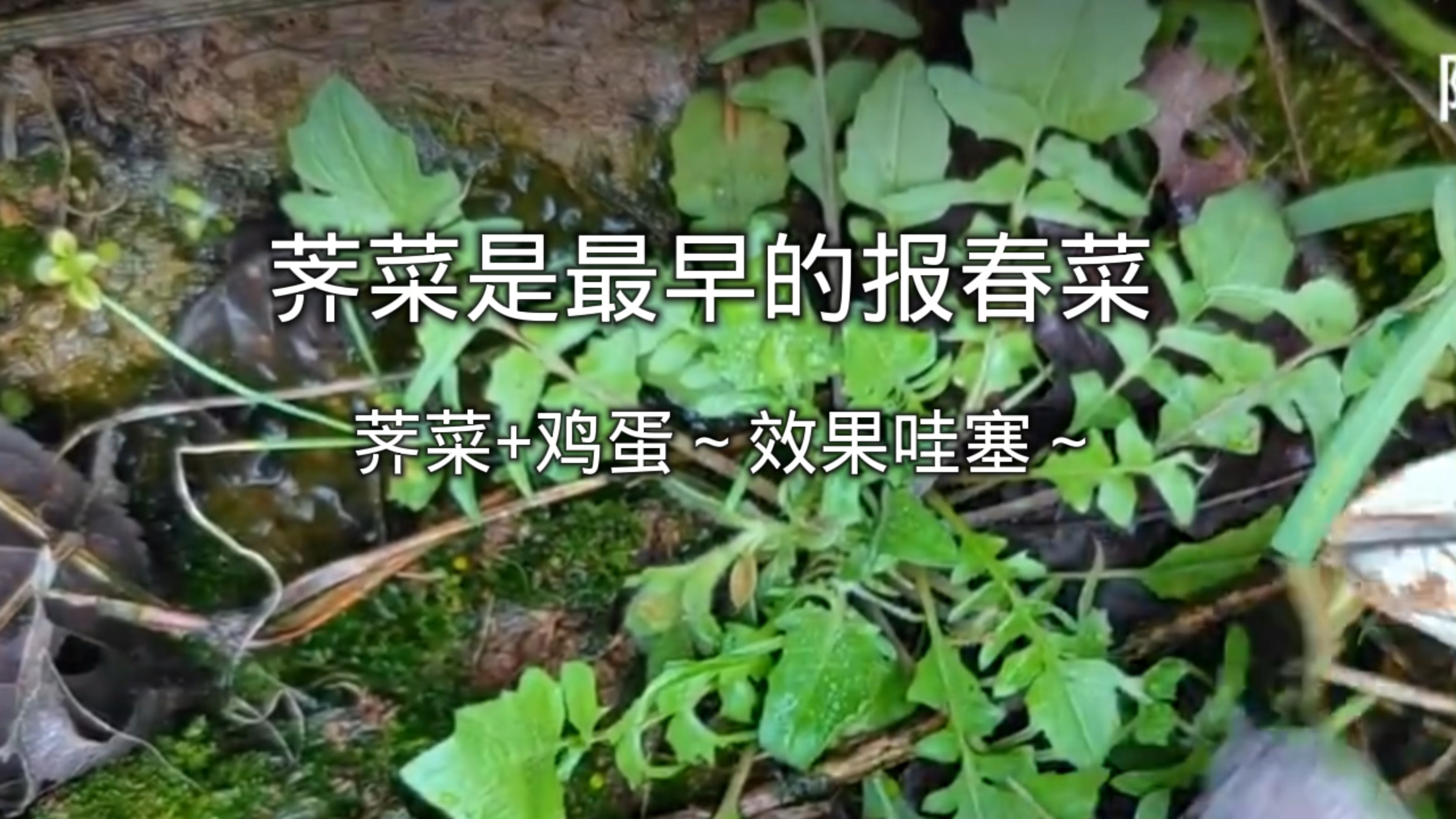 “春食荠菜,赛仙丹”?若此言不虚,驱车千里挖芥菜也值得!