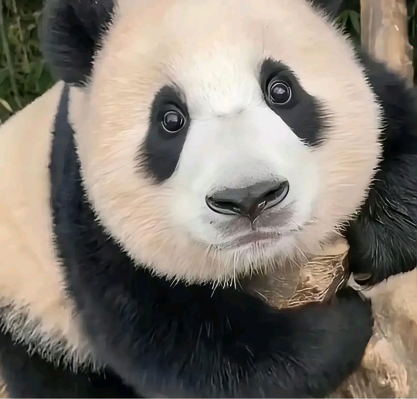 姜爷爷说,福宝是世界上睁眼最早的熊猫,一只眼睛15天就睁开了,一只