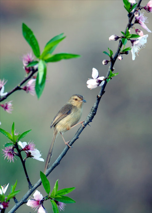 春天美景图片鸟语花香图片