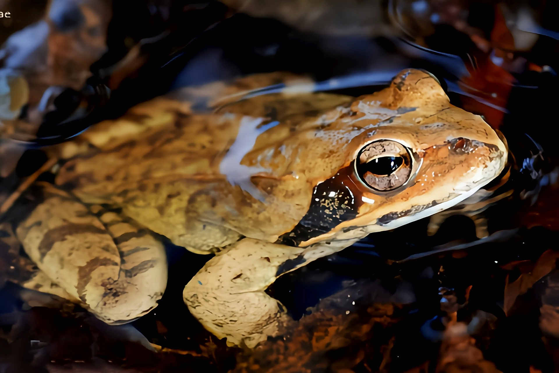 每天认识一种动物——东北林蛙 东北林蛙别名雪蛤,原产于亚洲中国