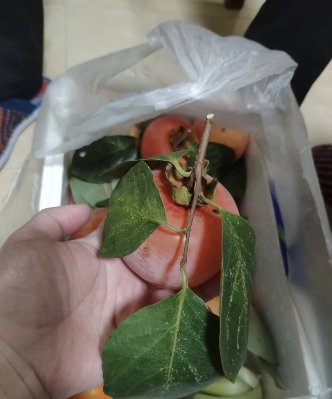 婆婆又给我带好吃的了,这次是家里种的柿子,个个都熟了,关键是都没破